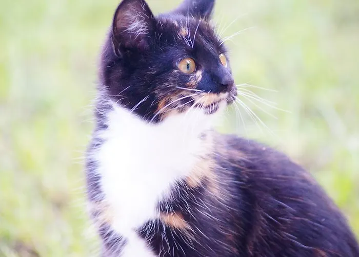 普兰特诺尔公寓 劳里斯