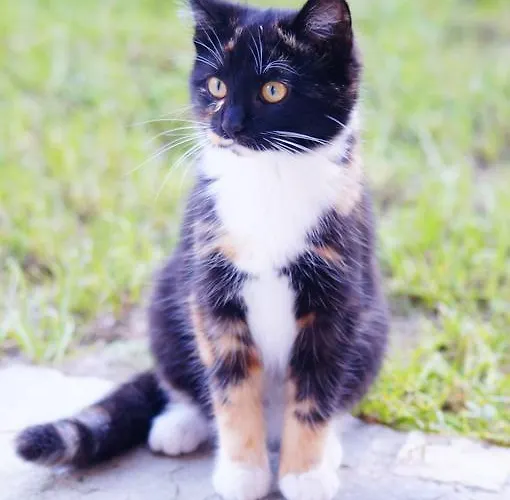 普兰特诺尔公寓